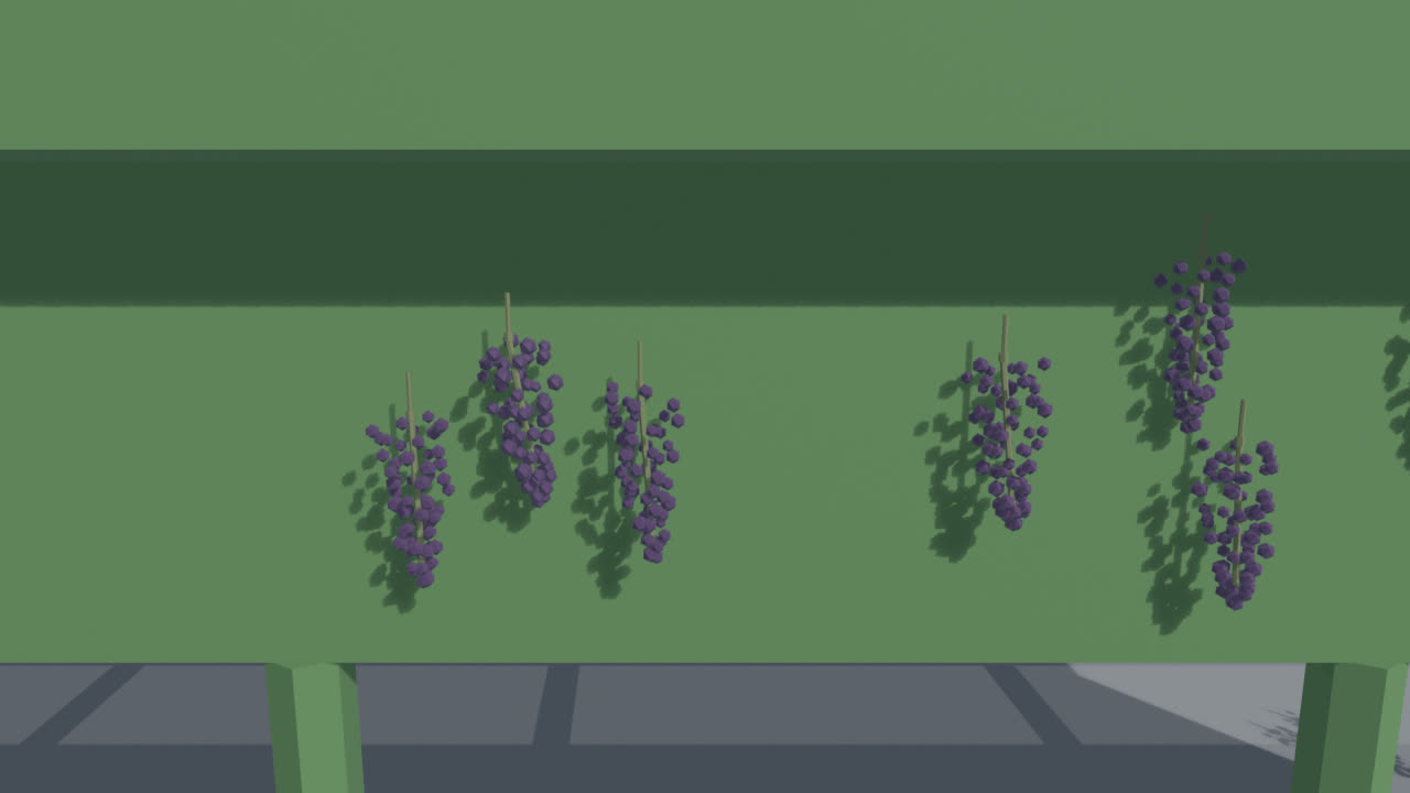 Vine row with grapes